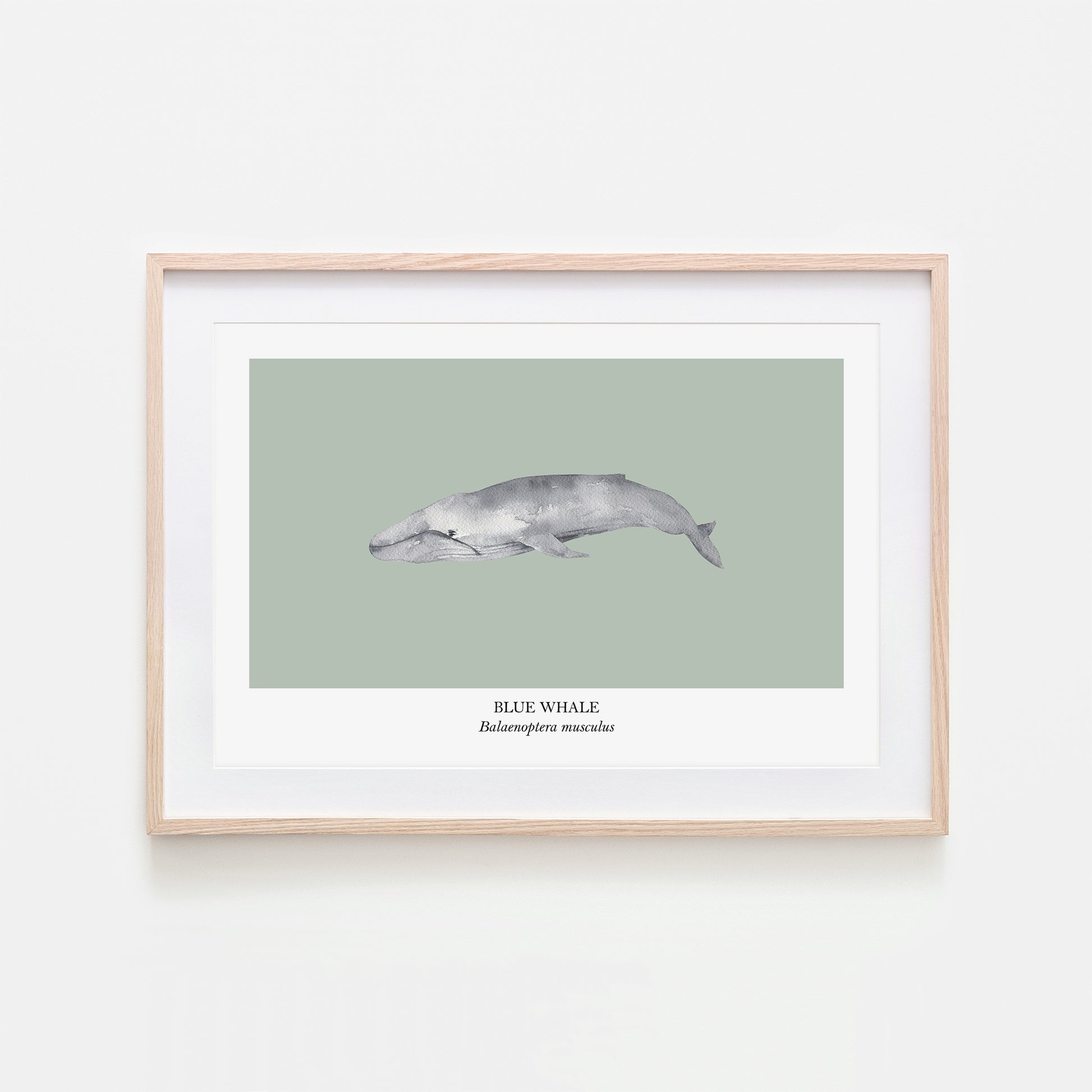 Blue-Whale-Watercolour-Sea-Creature-Wall-Art-in-Mist-Green
