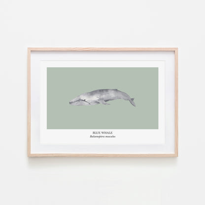 Blue-Whale-Watercolour-Sea-Creature-Wall-Art-in-Mist-Green