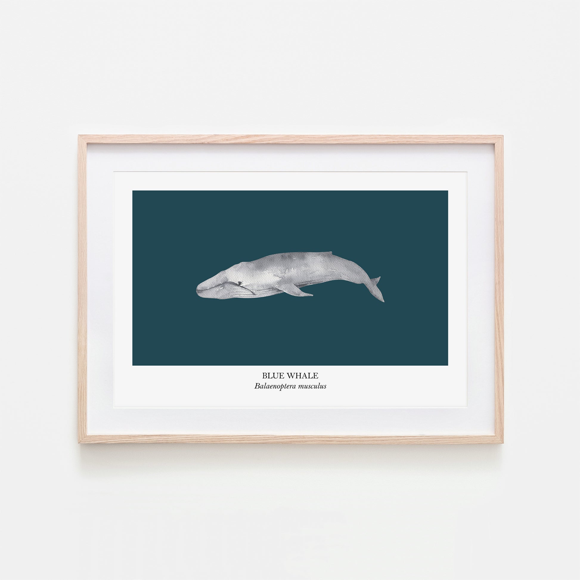 Blue-Whale-Watercolour-Sea-Creature-Wall-Art-in-Navy-Blue
