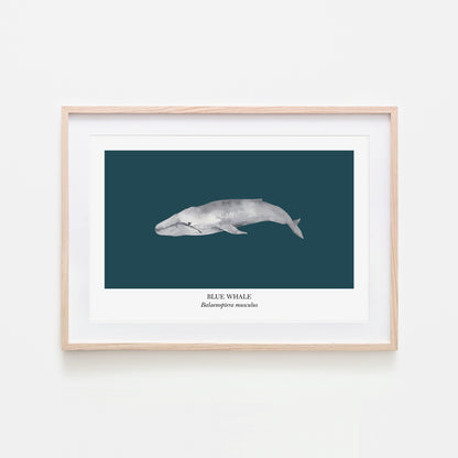 Blue-Whale-Watercolour-Sea-Creature-Wall-Art-in-Navy-Blue