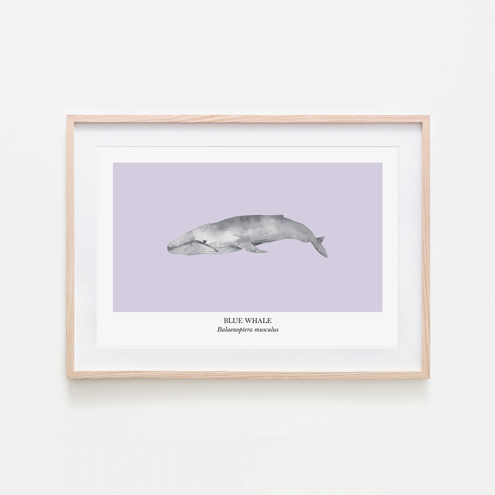 Blue-Whale-Watercolour-Sea-Creature-Wall-Art-in-Peri-Purple