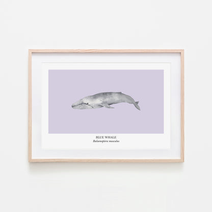 Blue-Whale-Watercolour-Sea-Creature-Wall-Art-in-Peri-Purple