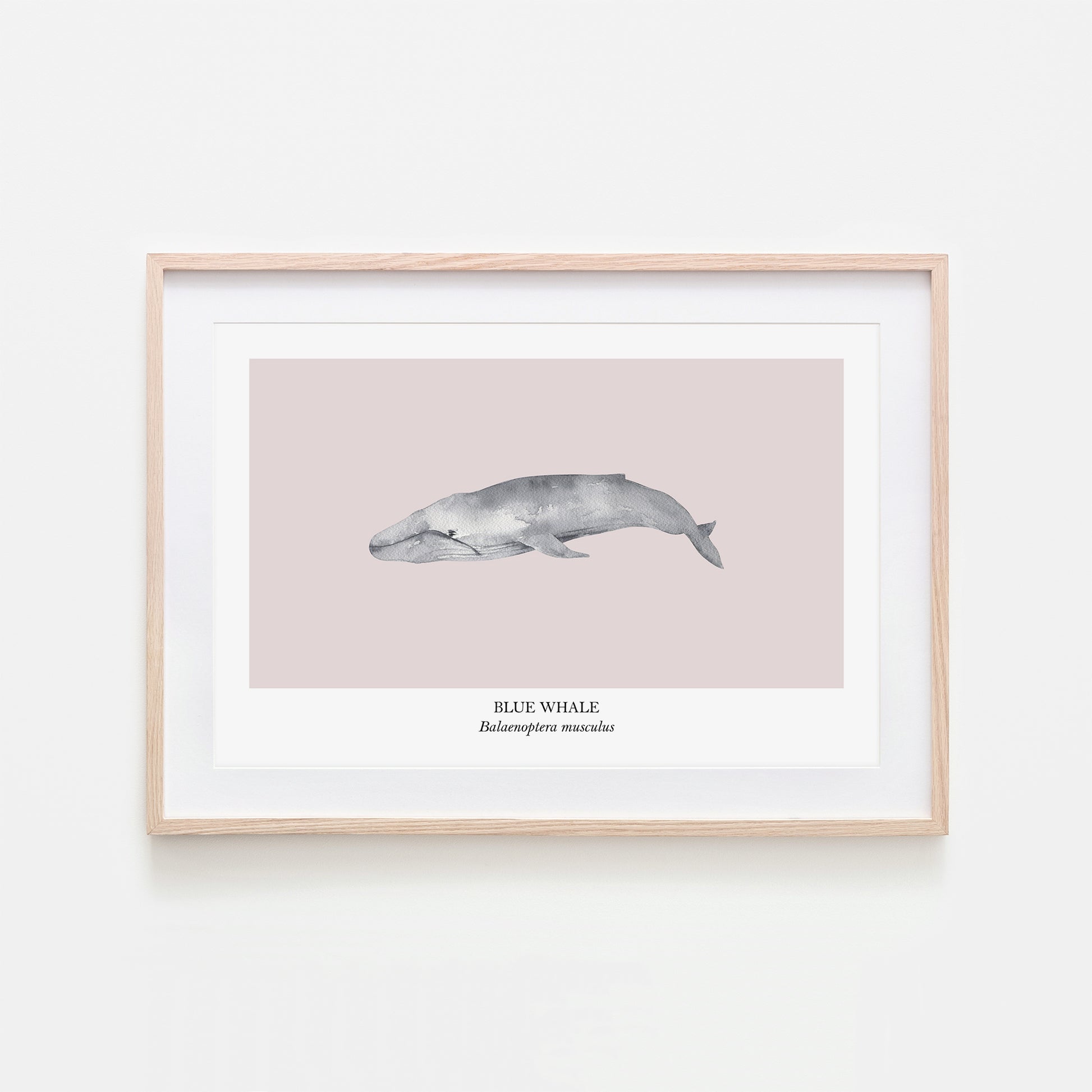 Blue-Whale-Watercolour-Sea-Creature-Wall-Art-in-Pointe-Pink
