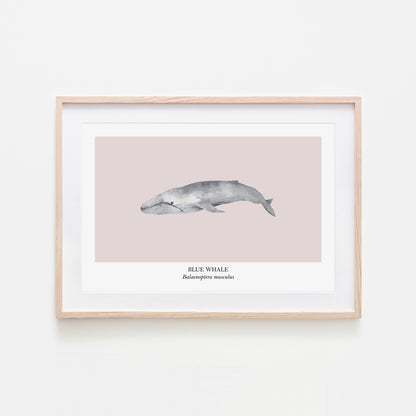 Blue-Whale-Watercolour-Sea-Creature-Wall-Art-in-Pointe-Pink
