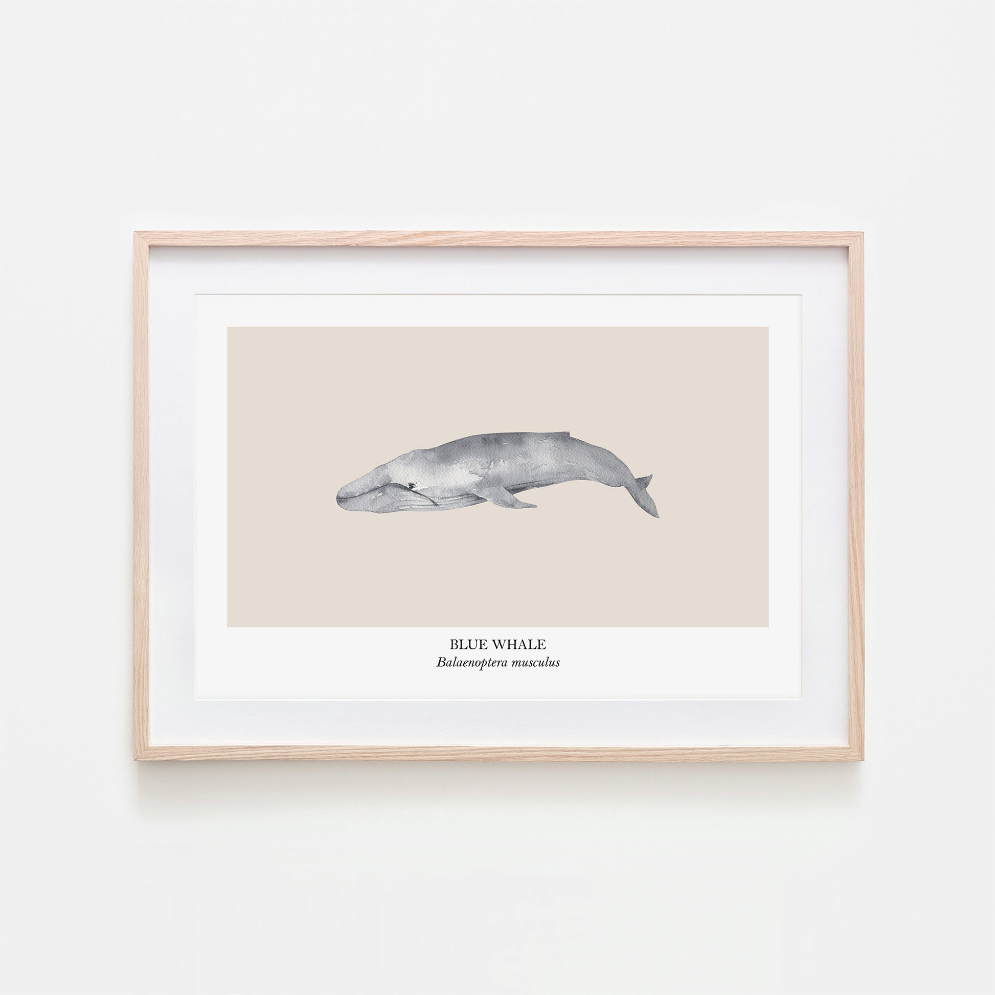 Blue-Whale-Watercolour-Sea-Creature-Wall-Art-in-Sand
