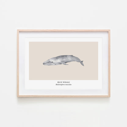 Blue-Whale-Watercolour-Sea-Creature-Wall-Art-in-Sand