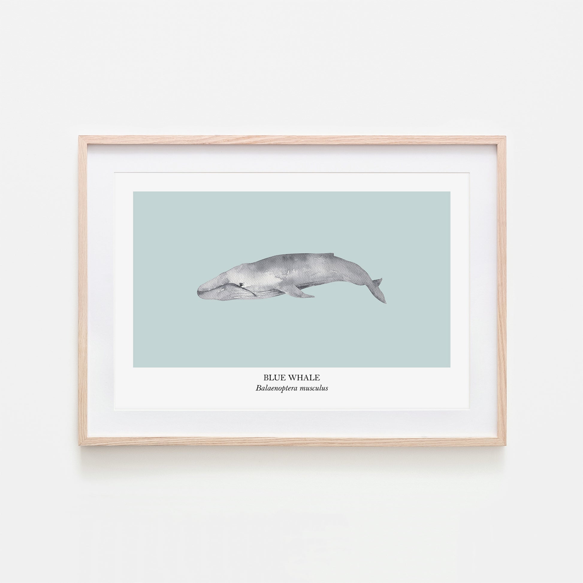 Blue-Whale-Watercolour-Sea-Creature-Wall-Art-in-Shell-Blue