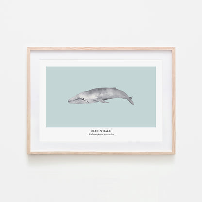 Blue-Whale-Watercolour-Sea-Creature-Wall-Art-in-Shell-Blue