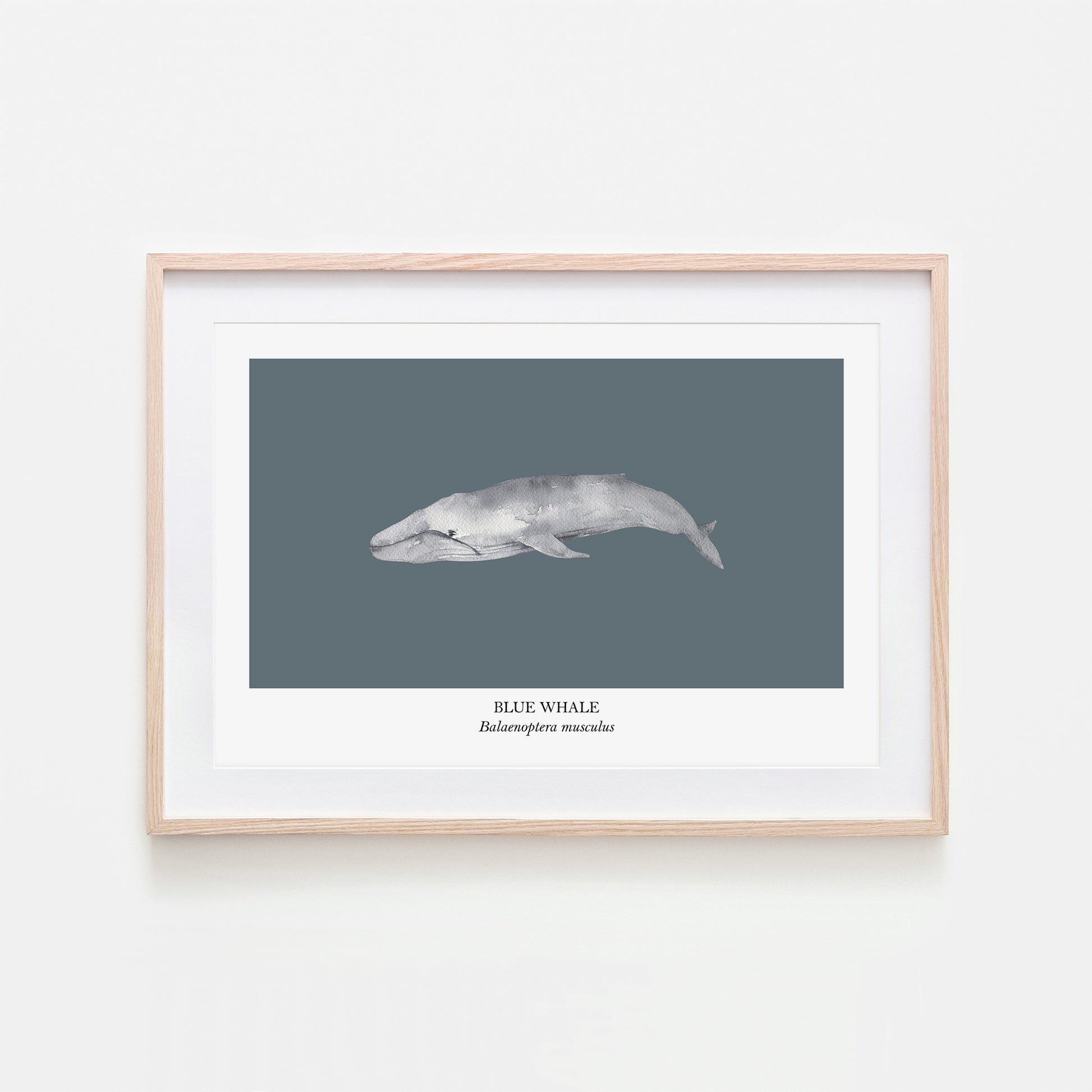 Blue-Whale-Watercolour-Sea-Creature-Wall-Art-in-Sky-Blue