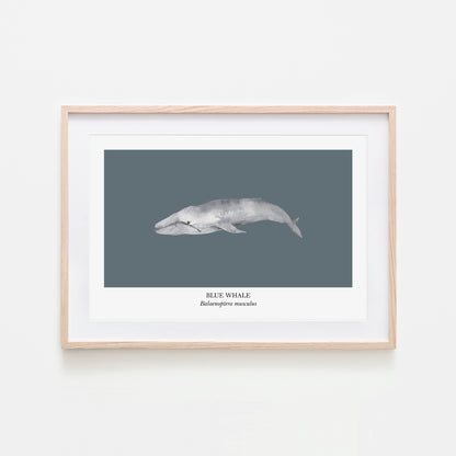 Blue-Whale-Watercolour-Sea-Creature-Wall-Art-in-Sky-Blue