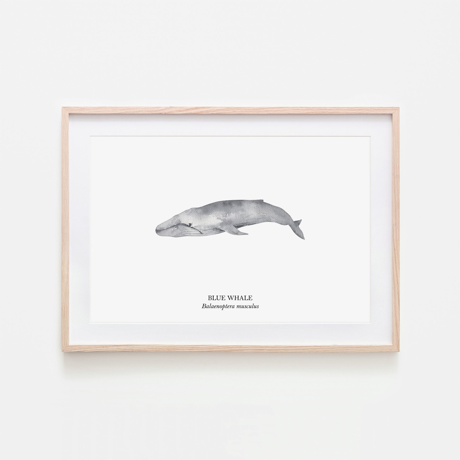 Blue-Whale-Watercolour-Sea-Creature-Wall-Art-in-White