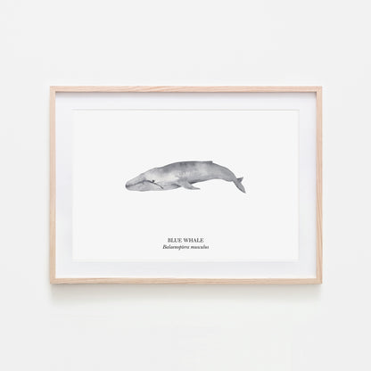 Blue-Whale-Watercolour-Sea-Creature-Wall-Art-in-White