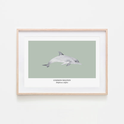 Dolphin-Watercolour-Sea-Creature-Wall-Art-in-Mist-Green