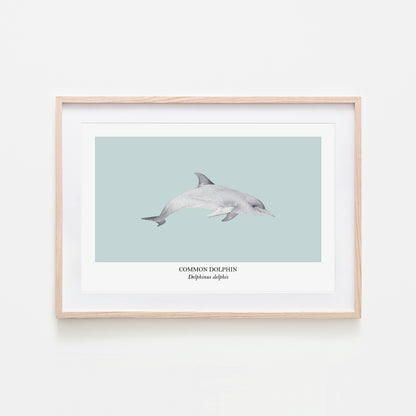 Dolphin-Watercolour-Sea-Creature-Wall-Art-in-Shell-Blue