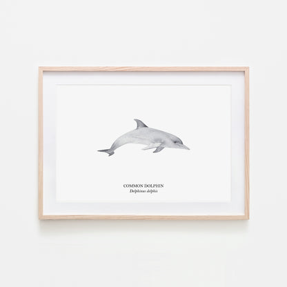 Dolphin-Watercolour-Sea-Creature-Wall-Art-in-White