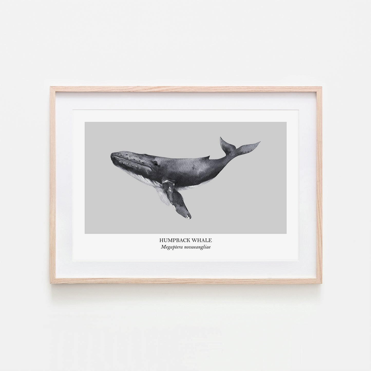 Humpback-Whale-Watercolour-Sea-Creature-Wall-Art-in-Bone-Grey