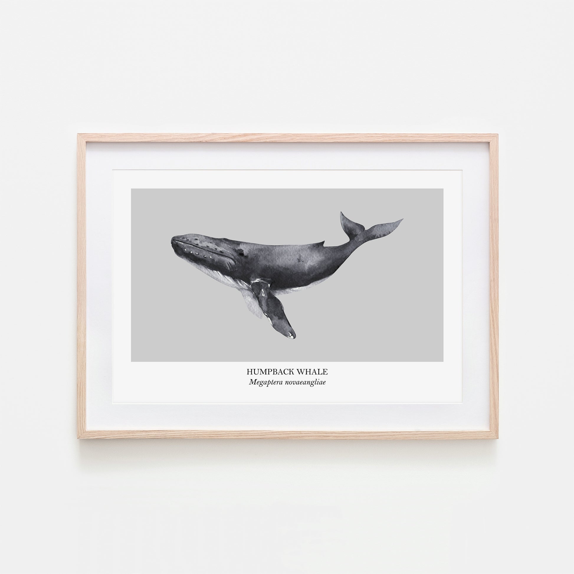 Humpback-Whale-Watercolour-Sea-Creature-Wall-Art-in-Bone-Grey