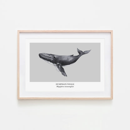 Humpback-Whale-Watercolour-Sea-Creature-Wall-Art-in-Bone-Grey
