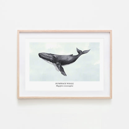 Humpback-Whale-Watercolour-Sea-Creature-Wall-Art-in-Cloudy