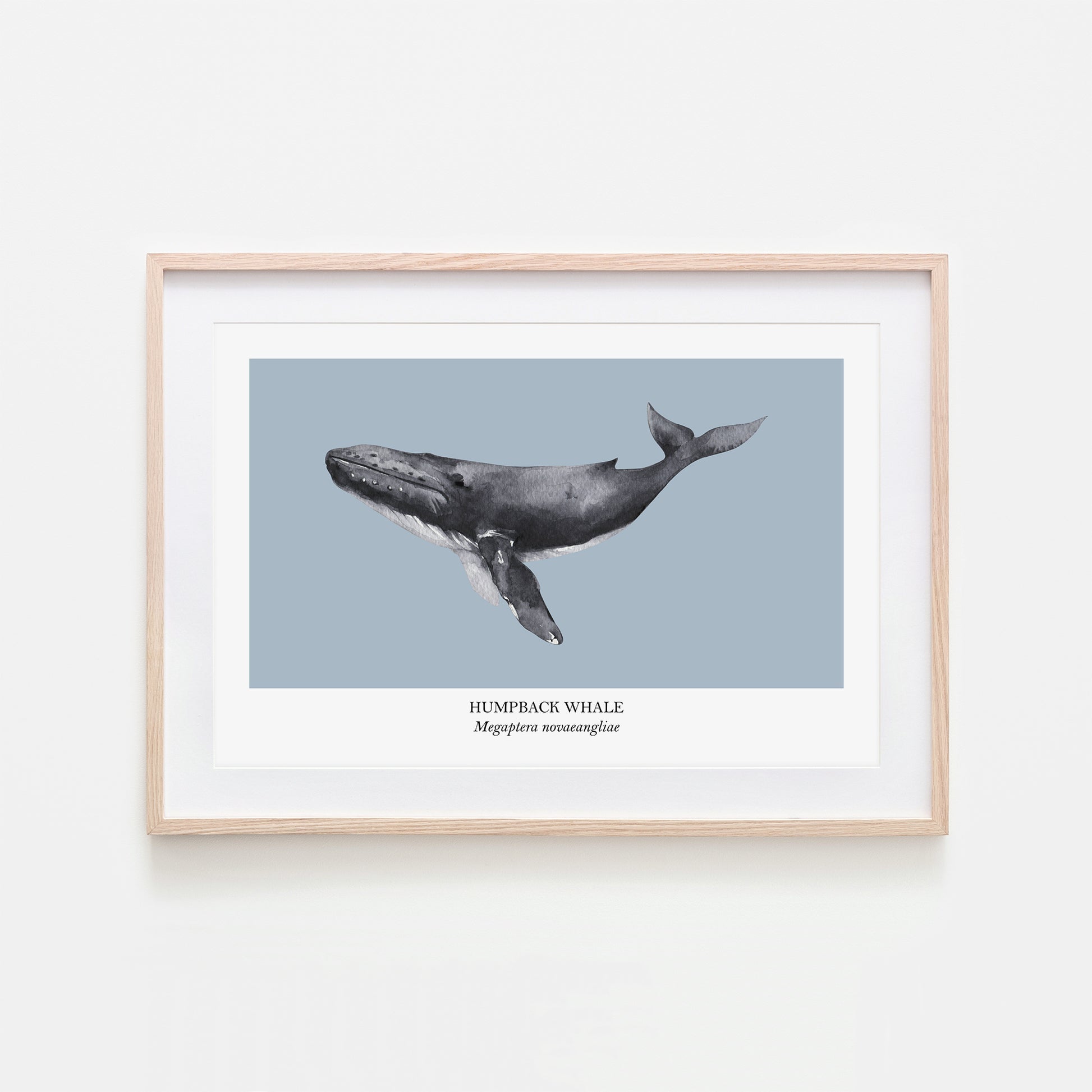 Humpback-Whale-Watercolour-Sea-Creature-Wall-Art-in-Fog-Blue