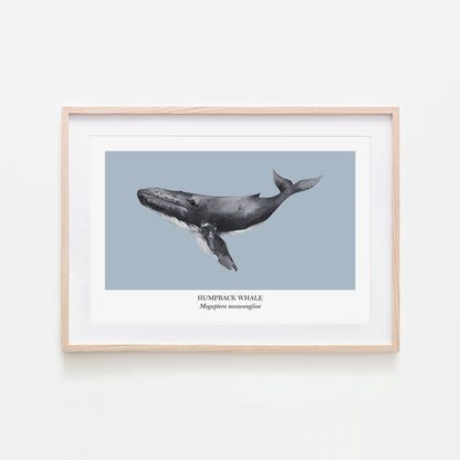 Humpback-Whale-Watercolour-Sea-Creature-Wall-Art-in-Fog-Blue