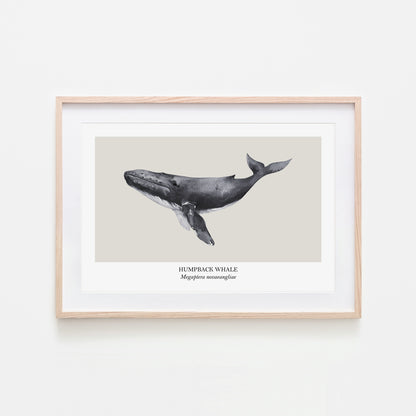 Humpback-Whale-Watercolour-Sea-Creature-Wall-Art-in-Linen