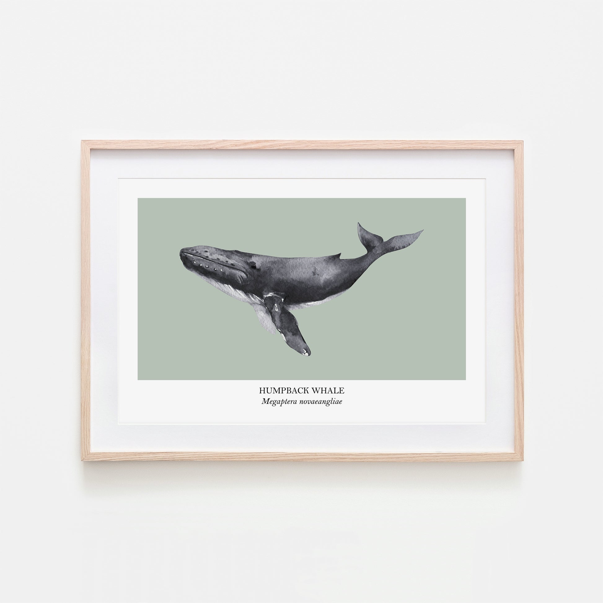 Humpback-Whale-Watercolour-Sea-Creature-Wall-Art-in-Mist-Green