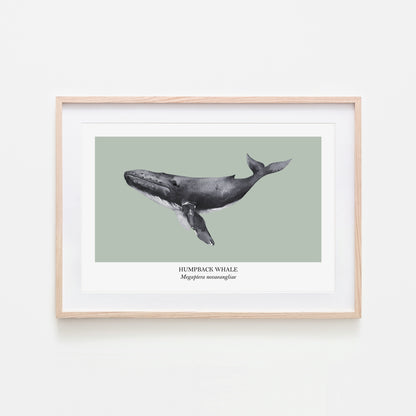 Humpback-Whale-Watercolour-Sea-Creature-Wall-Art-in-Mist-Green