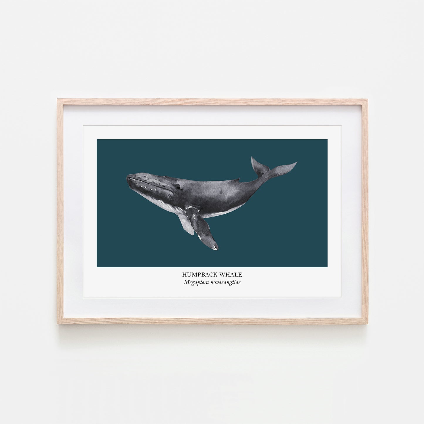 Humpback-Whale-Watercolour-Sea-Creature-Wall-Art-in-Navy-Blue
