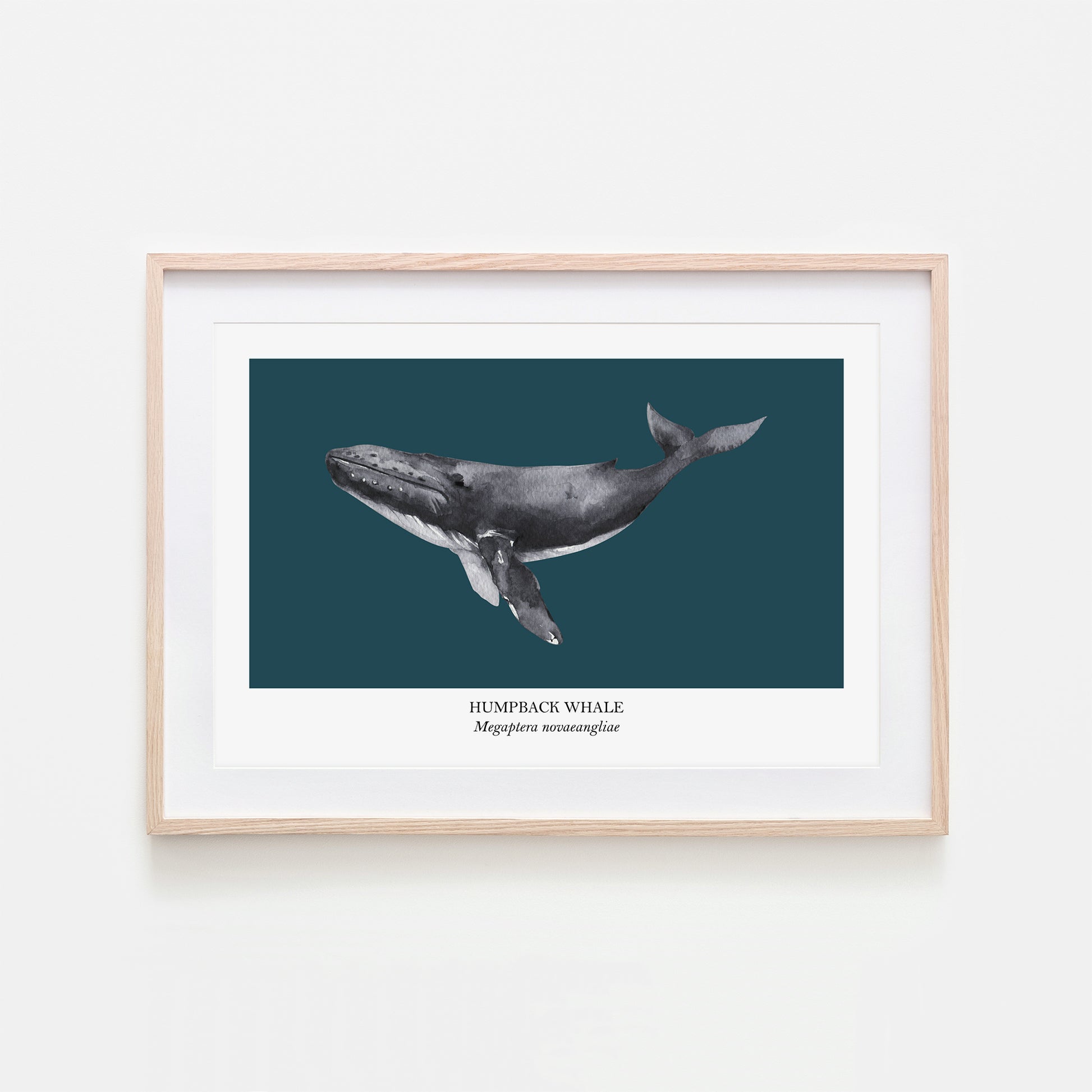 Humpback-Whale-Watercolour-Sea-Creature-Wall-Art-in-Navy-Blue