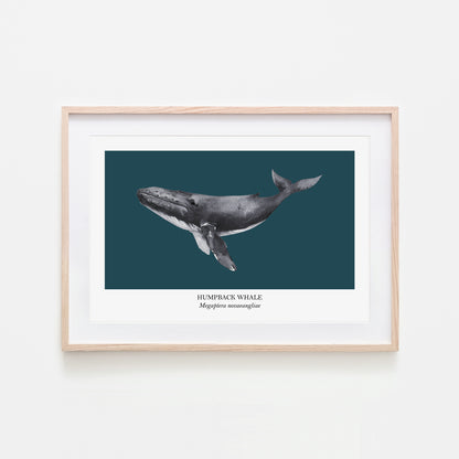 Humpback-Whale-Watercolour-Sea-Creature-Wall-Art-in-Navy-Blue