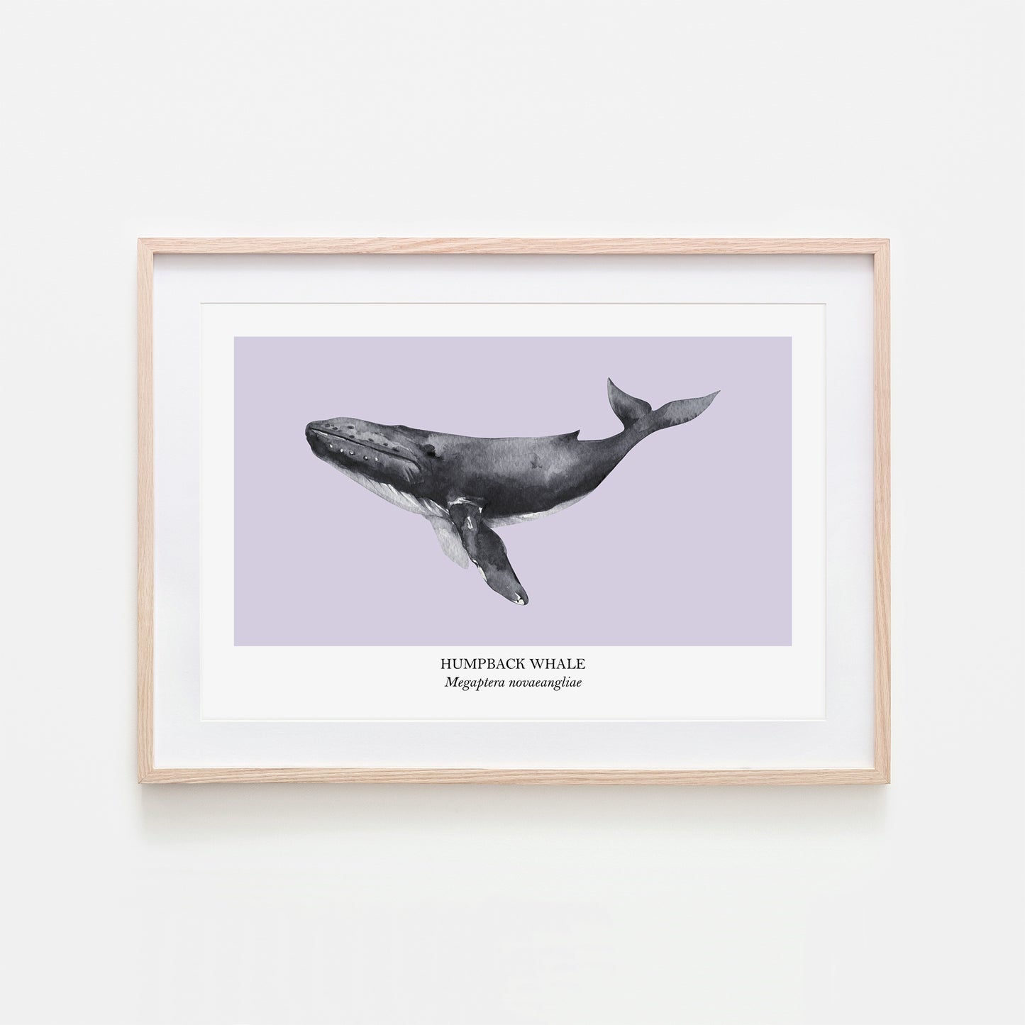 Humpback-Whale-Watercolour-Sea-Creature-Wall-Art-in-Peri-Purple