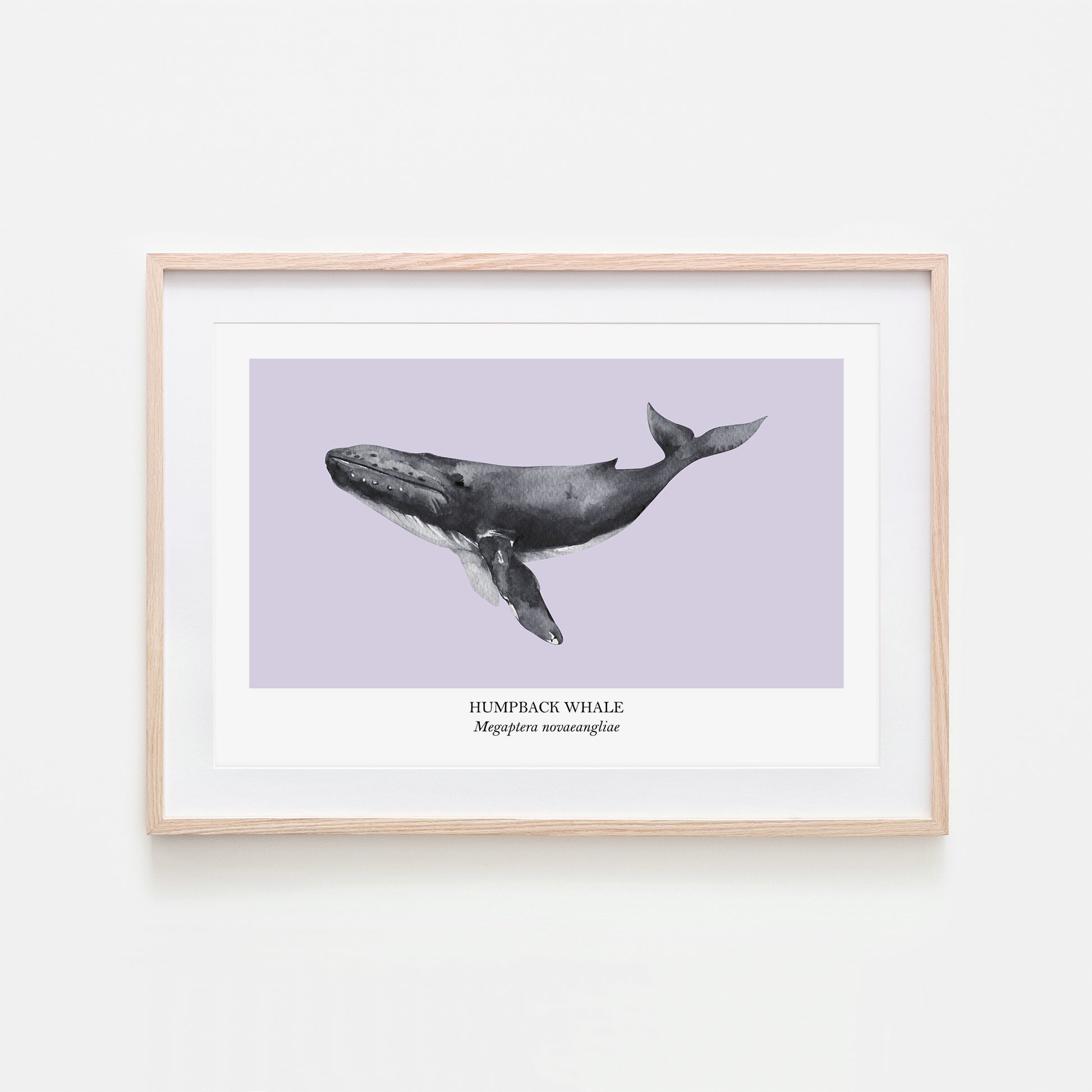 Humpback-Whale-Watercolour-Sea-Creature-Wall-Art-in-Peri-Purple