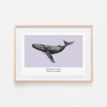 Humpback-Whale-Watercolour-Sea-Creature-Wall-Art-in-Peri-Purple