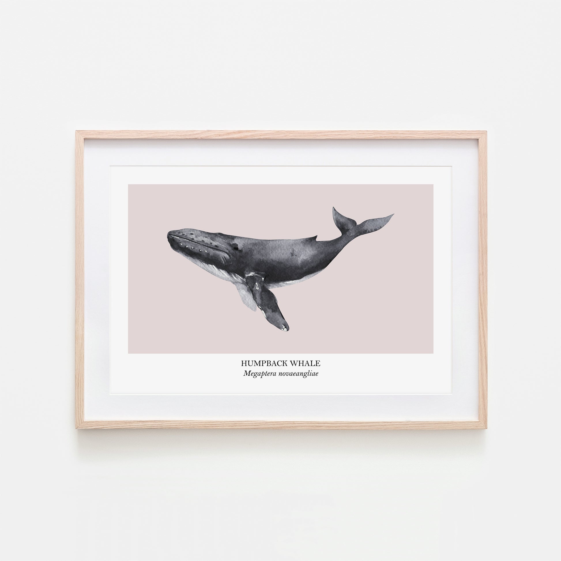 Humpback-Whale-Watercolour-Sea-Creature-Wall-Art-in-Pointe-Pink