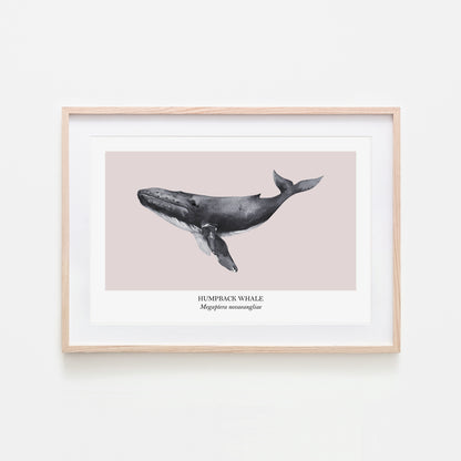 Humpback-Whale-Watercolour-Sea-Creature-Wall-Art-in-Pointe-Pink