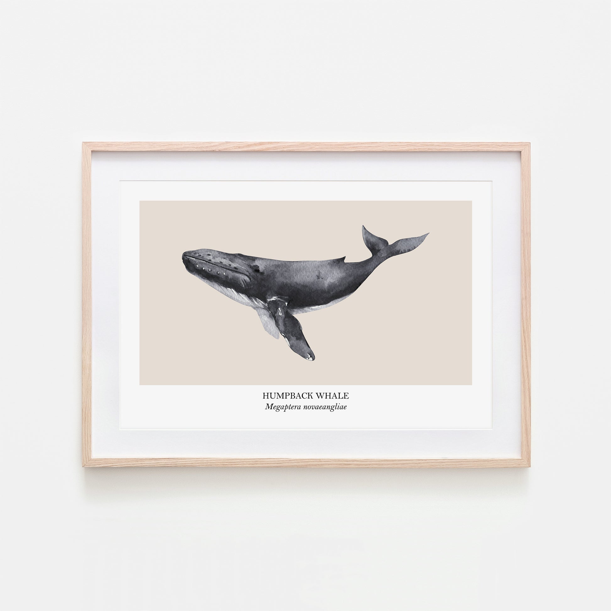 Humpback-Whale-Watercolour-Sea-Creature-Wall-Art-in-Sand
