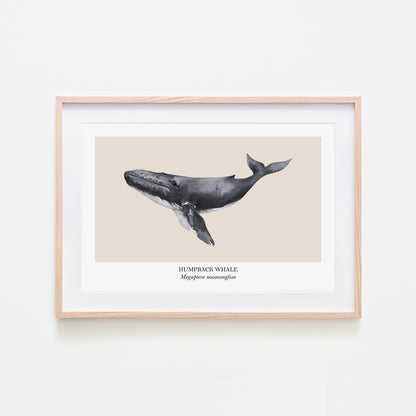 Humpback-Whale-Watercolour-Sea-Creature-Wall-Art-in-Sand