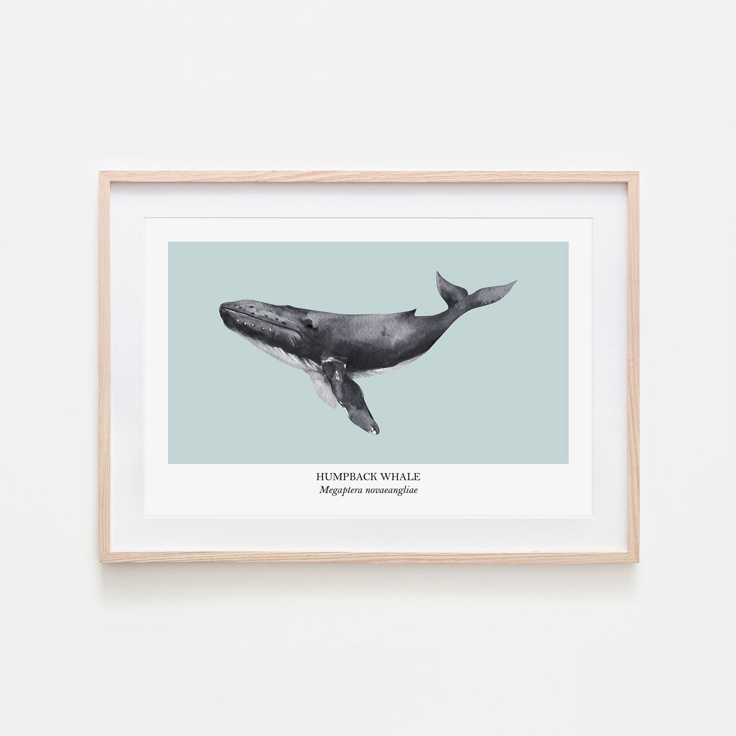 Humpback-Whale-Watercolour-Sea-Creature-Wall-Art-in-Shell-Blue