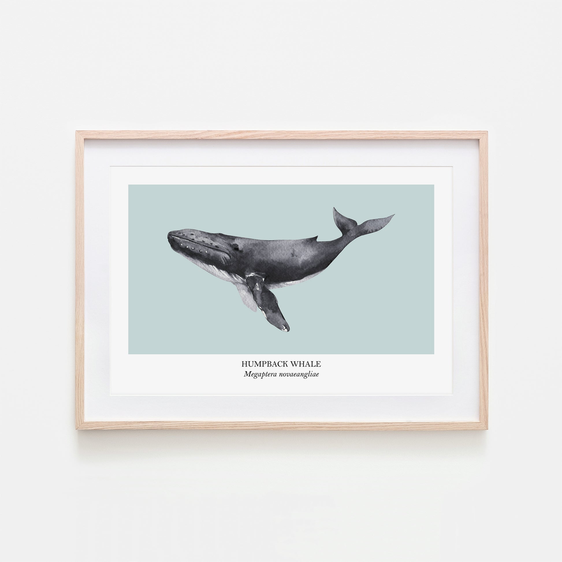 Humpback-Whale-Watercolour-Sea-Creature-Wall-Art-in-Shell-Blue