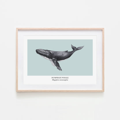 Humpback-Whale-Watercolour-Sea-Creature-Wall-Art-in-Shell-Blue