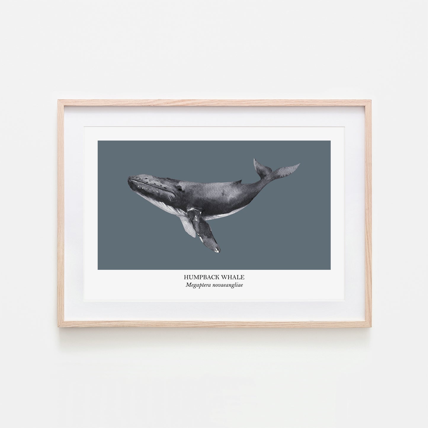 Humpback-Whale-Watercolour-Sea-Creature-Wall-Art-in-Sky-Blue