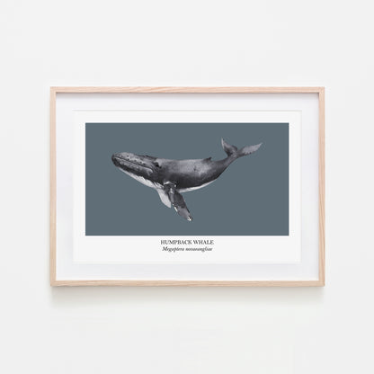 Humpback-Whale-Watercolour-Sea-Creature-Wall-Art-in-Sky-Blue
