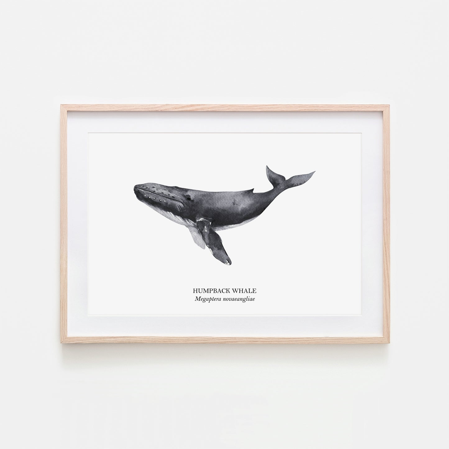 Humpback-Whale-Watercolour-Sea-Creature-Wall-Art-in-White