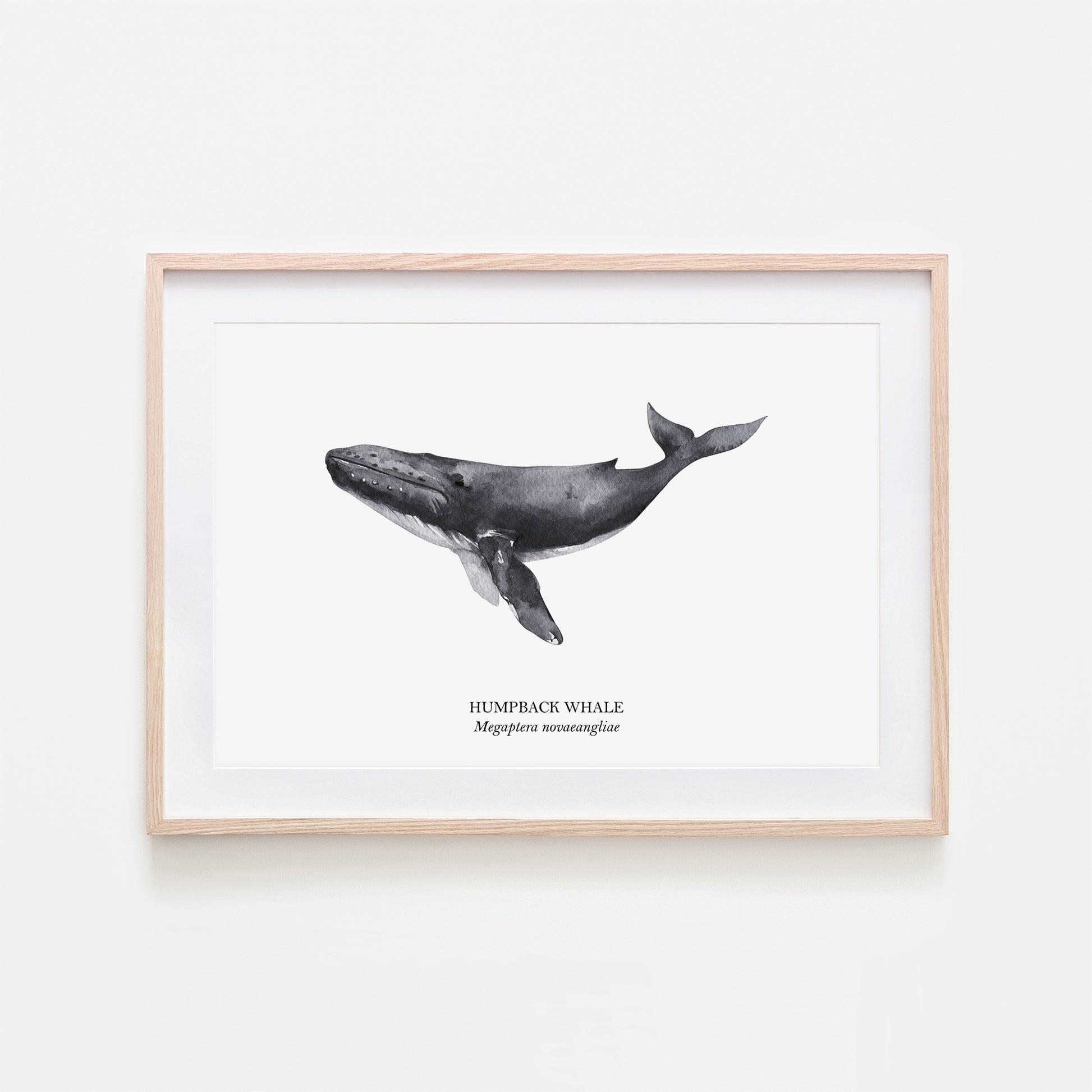 Humpback-Whale-Watercolour-Sea-Creature-Wall-Art-in-White