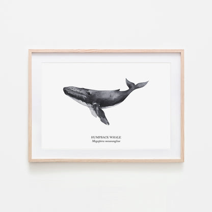 Humpback-Whale-Watercolour-Sea-Creature-Wall-Art-in-White