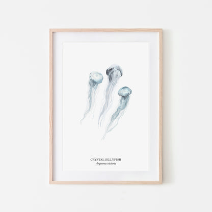 Jellyfish-Watercolour-Sea-Creature-Wall-Art-in-White