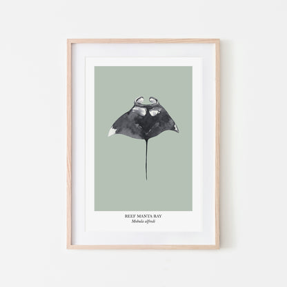 Manta-Ray-Watercolour-Sea-Creature-Wall-Art-in-Mist-Green