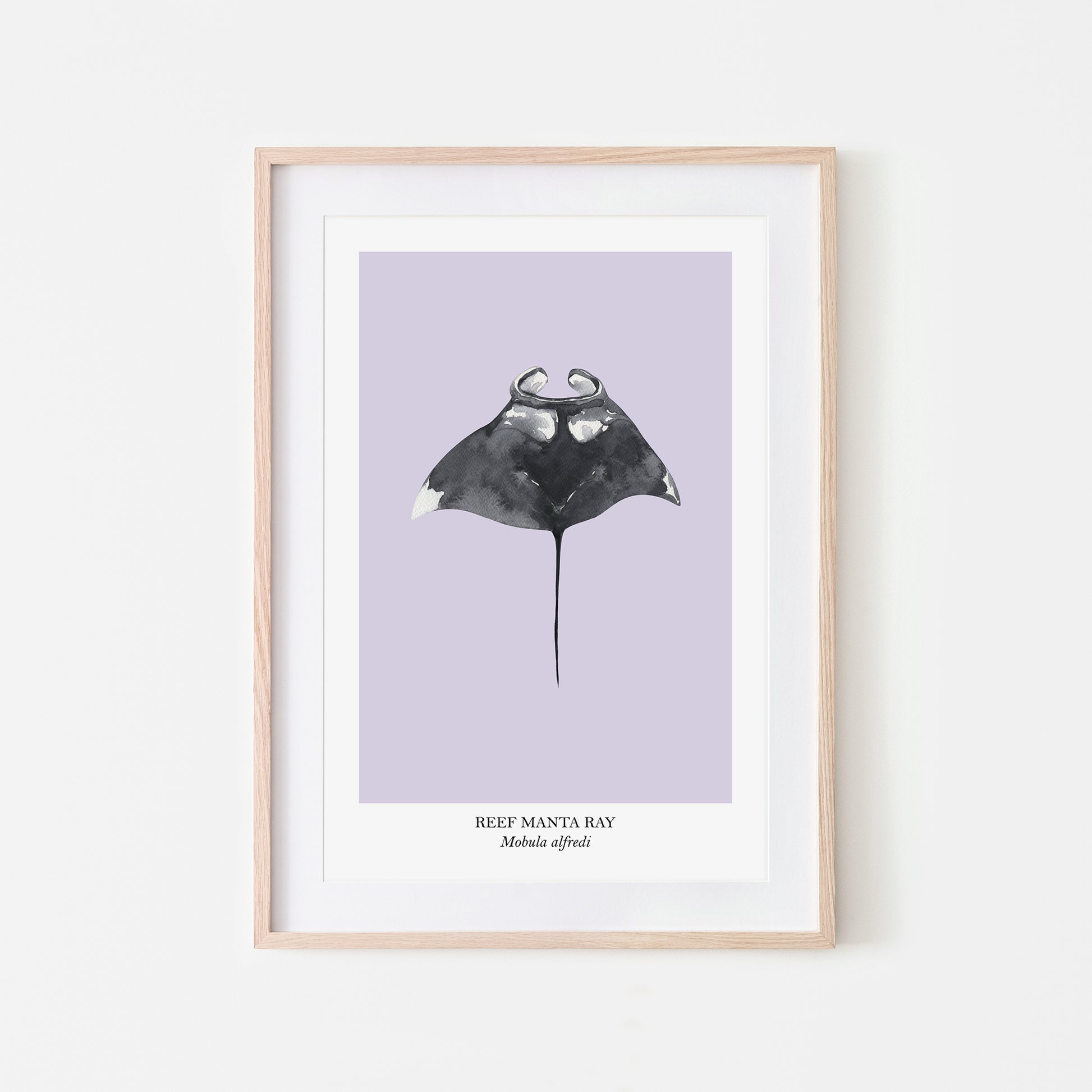 Manta-Ray-Watercolour-Sea-Creature-Wall-Art-in-Peri-Purple