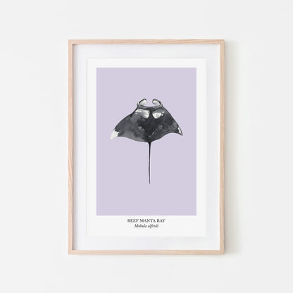 Manta-Ray-Watercolour-Sea-Creature-Wall-Art-in-Peri-Purple